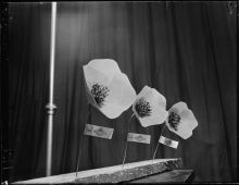 Artificial poppies for sale for Anzac Day photographed circa 23 April 1951